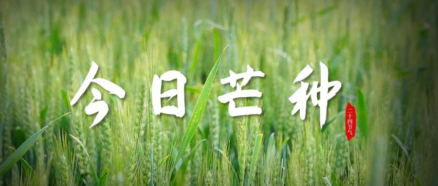 芒种至,仲夏始