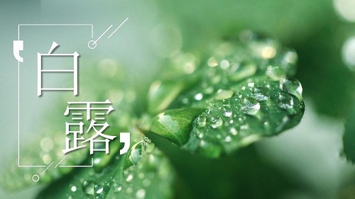 今日白露——白露至,凉意生